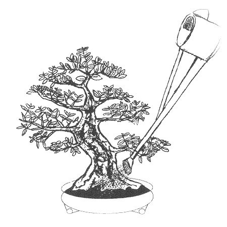 regar bonsai con regadera 1
